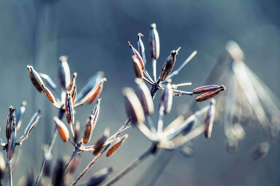 MF007 Wall décor art photographic on canvas botanical autumn grass close up